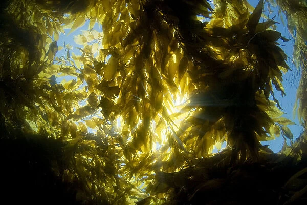 USA, California, Sunlight streaming through forest of Giant Kelp (Macrocystis Pyrifera); Catalina Island