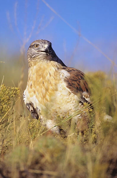 USA, Close up of Feruginous Hawk (Buteo Regalis) in dry grass; Colorado