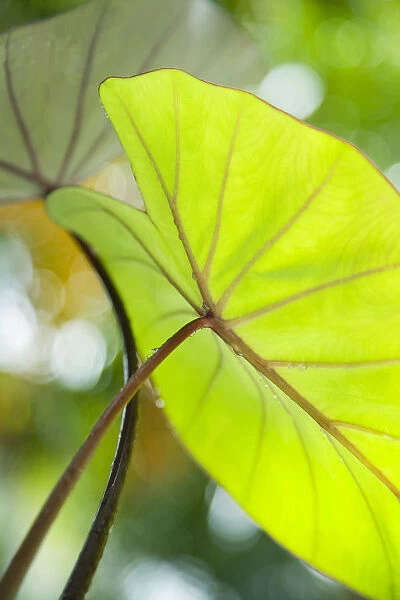 USA, Close-Up Of Taro Leaf; Hawaii