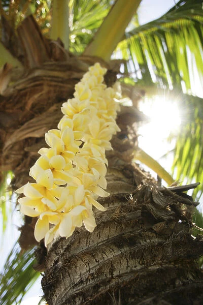 USA, Close-up of yellow Plumeria Lei hanging from palm tree; Hawaii Islands