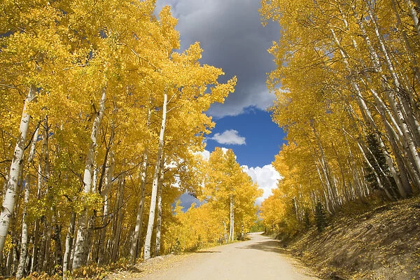 USA, Colorado, Near Steamboat Springs, Road Winding Through Fall-Colored Aspens; Buffalo Pass