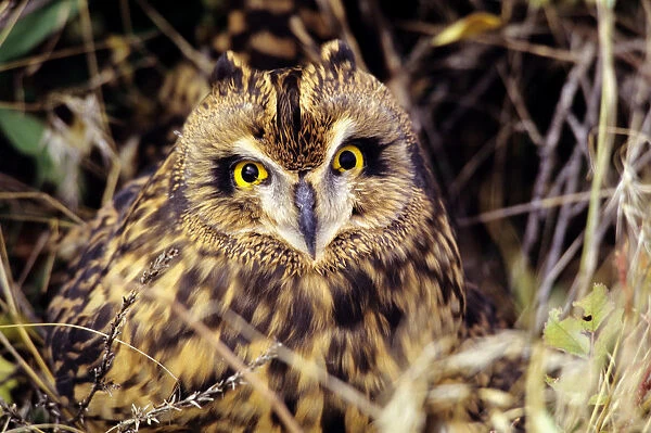 USA, Colorado, Short-Eared Owl (Asio Flammeus); Front Range