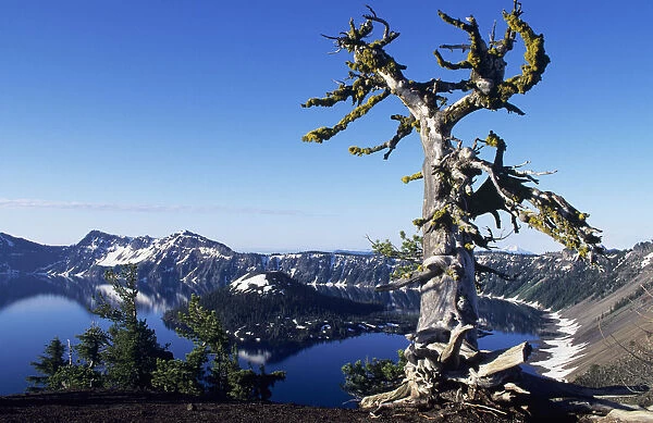USA, Crater Lake National Park; Oregon, Gnarled Pine Tree Snag Above Crater Lake And Wizard Island