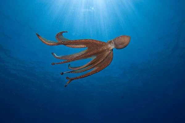 USA, Day Octopus (Octopus Cyanea) swimming; Hawaii