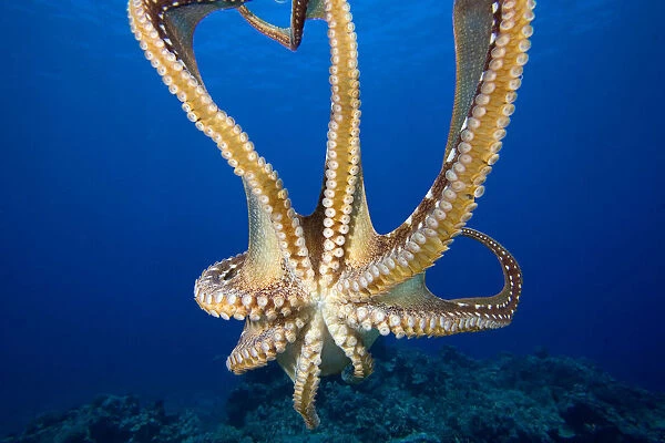 USA, Day Octopus (Octopus Cyanea); Hawaii, View of tentacles and suckers of eight armed cephalopod