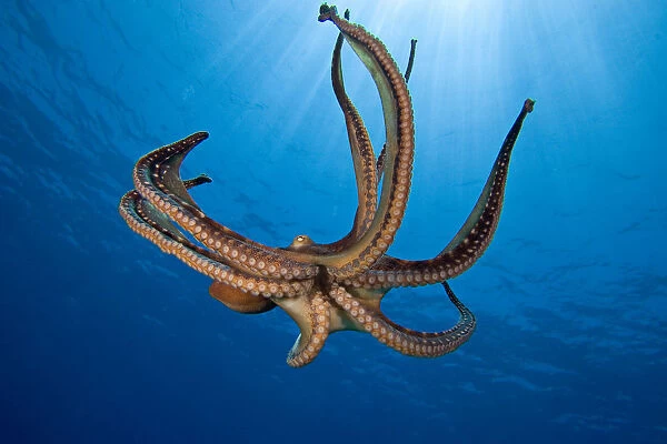 USA, Day Octopus (Octopus Cyanea); Hawaii
