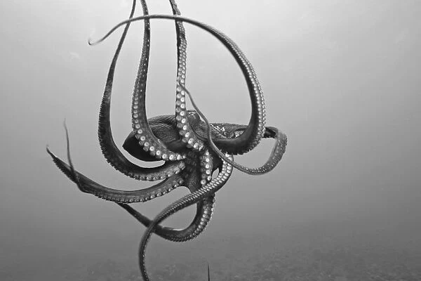 USA, Day Octopus (Octopus Cyanea) in Ocean; Hawaii