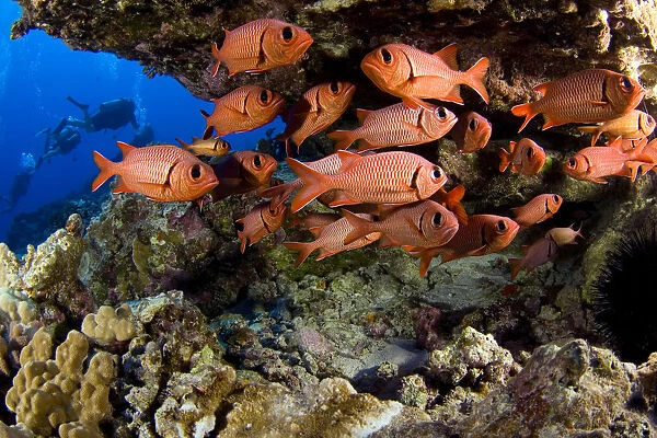 USA, Divers and school of Shoulderbar Soldierfish (Myripristis Kuntee); Hawaii