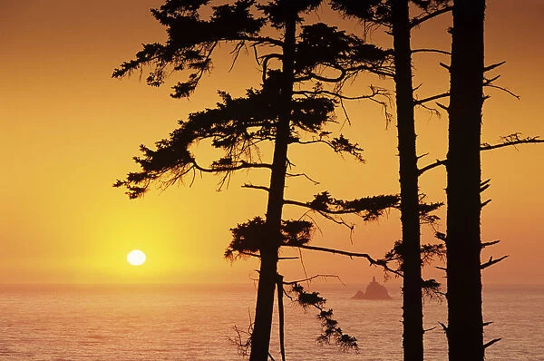 USA, Ecola State Park; Oregon, Tillamook Rock Lighthouse In Distance, Sunset Over Ocean Framed By Spruce Trees