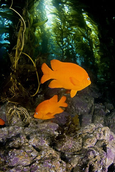 USA, Garibaldi Fish (Hypsypops Rubicundus) In Kelp Forest (Macrocystis Pyrifera); California