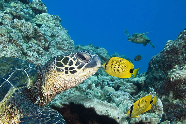 USA, Green Sea Turtle (Chelonia Mydas) Endangered Species And Butterfly Fish; Hawaii Islands