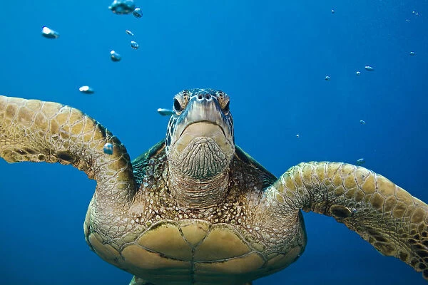 USA, Green Sea Turtle (Chelonia Mydas) Endangered Species; Hawaii Islands