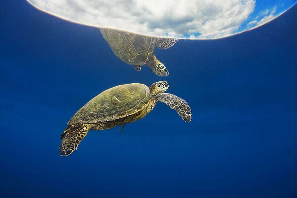 USA, Green Sea Turtle (Chelonia Mydas) Endangered Species; Hawaii Islands