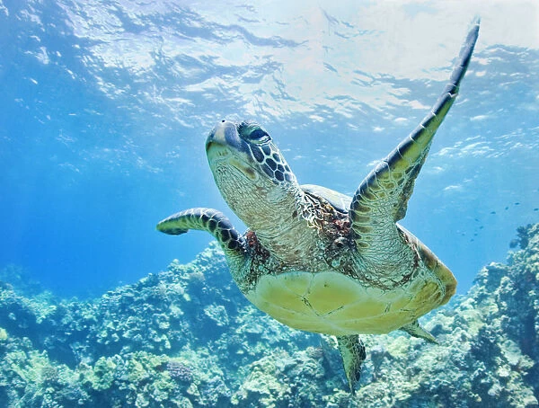 USA, Green Sea Turtle (Chelonia Mydas) An Endangered Species; Hawaii