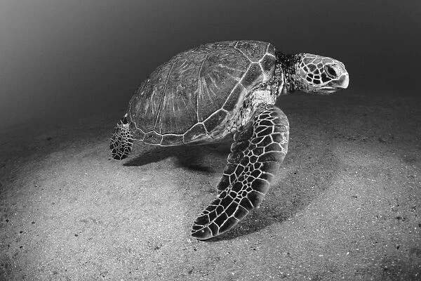 USA, Green Sea Turtle (Chelonia Mydas) on bottom of ocean; Hawaii