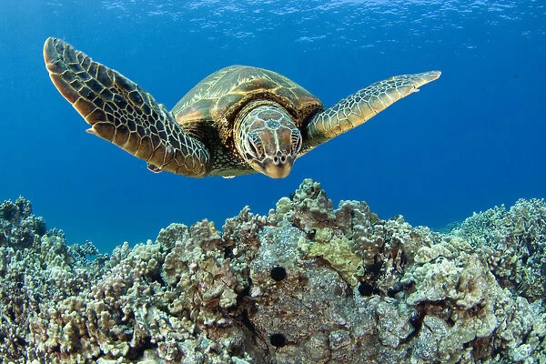 USA, Green Sea Turtle (Chelonia Mydas); Hawaii