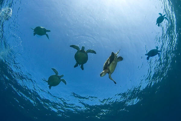 USA, Green Sea Turtles (Chelonia Mydas) swimming near surface; Hawaii