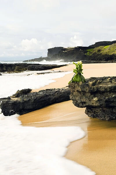 USA, Hawaii, Hawaiian offering on rock at shoreline; Oahu, Sandy beach