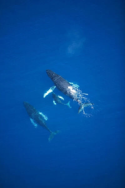 USA, Hawaii Islands, Aerial View Of Humpback Whales; Maui