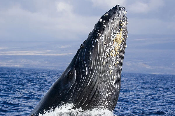 USA, Hawaii Islands, Humpback Whale Breaching; Maui