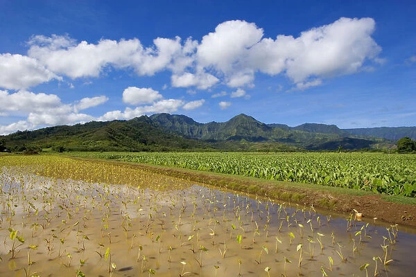 USA, Hawaii Islands, Kauai, Scenic mountains and blue sky; Hanalei Valley, Wet taro farm
