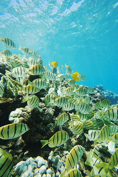 USA, Hawaii Islands, Maui, Ahihi Kinau Natural Area Reserve; Makena, School Of Manini Or Convict Tang Fish (Acanthurus Triostegus) On Reef Edge