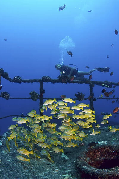 USA, Hawaii Islands, Oahu, Diver And Schooling Blue Striped Snapper (Lutjanus Kasmira) On Wreck Of Sea Tiger; Waikiki
