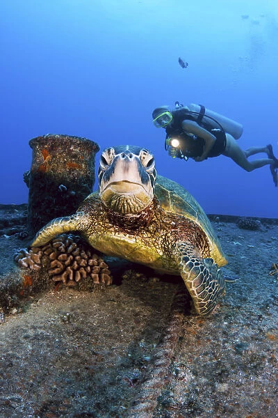 USA, Hawaii Islands, Oahu, Diver Views Green Sea Turtle (Chelonia Mydas) On Wreck Of Yo-257; Waikiki