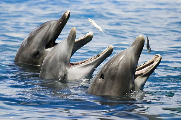 USA, Hawaii Islands, Sea Life Park; Oahu, Three Bottlenose Dolphins Catching Their Meal