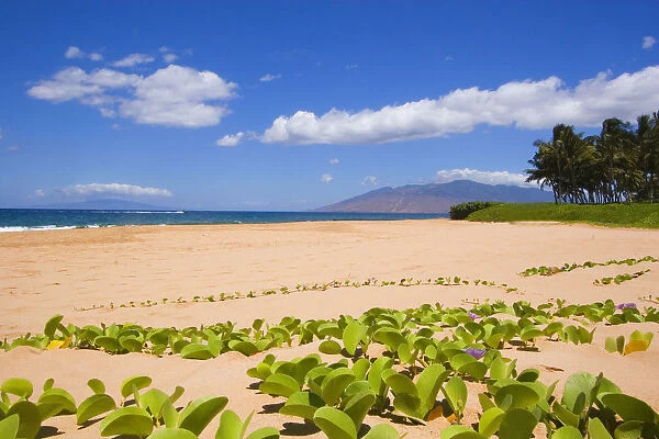 USA, Hawaii, Maui, Green leafy vines on Keawakapu Beach; Kihei
