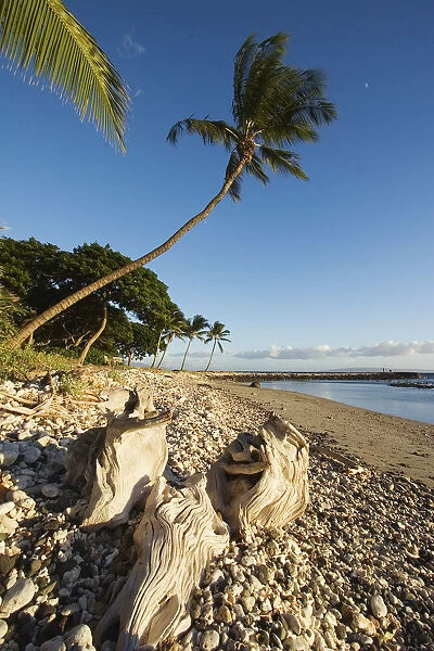 USA, Hawaii, Maui, Palm tree and driftwood on beach; Olowalu