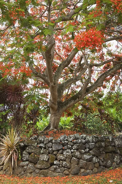 USA, Hawaii, Maui, Rainbow shower tree; Hana