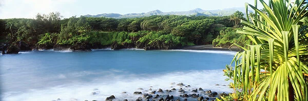 USA, Hawaii, Maui, Waianapanapa State Park; Hana, Lush Green Foliage And Frothy Ocean On Lava Rocks
