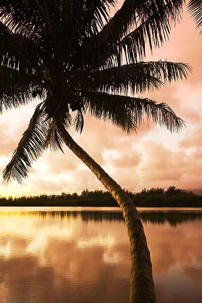 USA, Hawaii, Oahu, Kualoa Ranch; Waikiki, Sky Reflecting On Water, Palm Tree At Sunrise