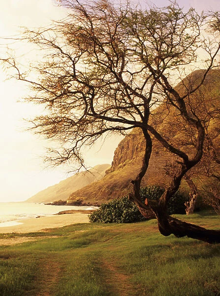 USA, Hawaii, Oahu, Kunia, Tree Overhanging Grassy Area Near Beach; West Shore, Yokohama Bay Area At Sunset