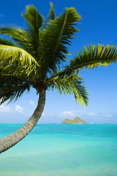 USA, Hawaii, Oahu, Palm tree over Pacific Ocean; Lanikai
