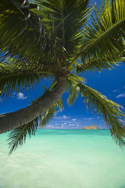 USA, Hawaii, Oahu, Palm tree over Pacific ocean with Mokulua island in background; Lanikai