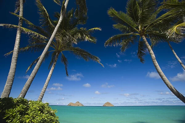 USA, Hawaii, Oahu, Palm tree over Pacific ocean with Mokulua island in background; Lanikai