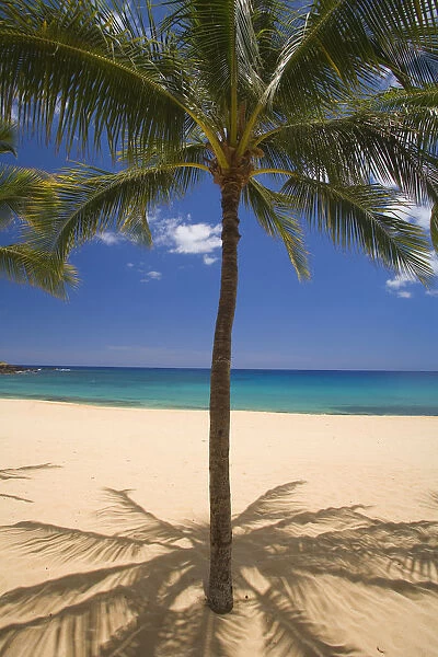 USA, Hawaii, Ocean in background; Lanai, View of palm on Hulopoe Beach