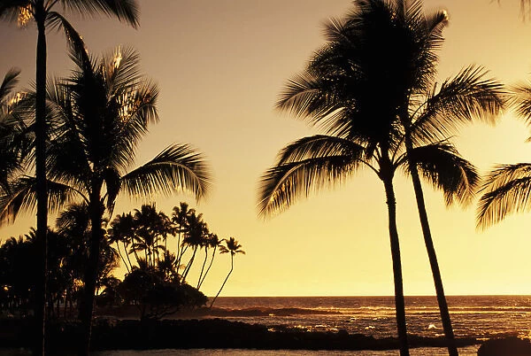 USA, Hawaii, Ocean and silhouetted palm trees at sunset in Mauna Lani Resort; Big Island