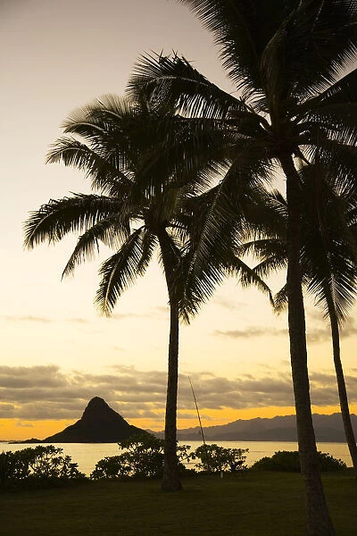 USA, Hawaii, Silhouette of palm tree and Chinamans Hat; Oahu