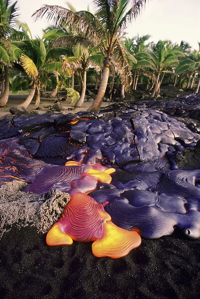 USA, Hawaii, Volcanoes National Park; Big Island, Hawaii, Pahoehow Lava Flowing By Palm Trees, Near Kamoamoa, Eruption Of Kilauea Phase 52