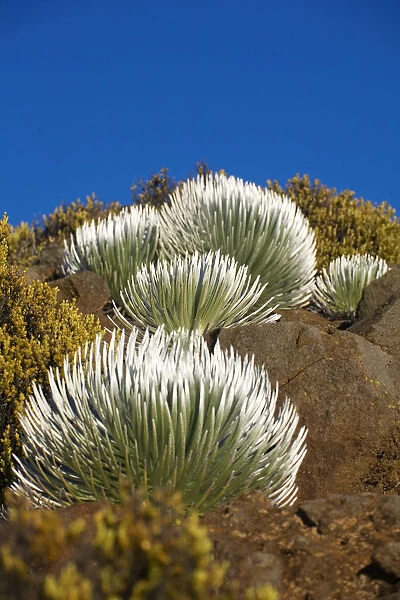 USA, Hawaii, Young Silversword Plants at Haleakala National Park; Maui