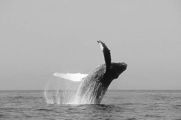 USA, Humpback Whale (Megaptera Novaeangliae) Breaching; Alaska