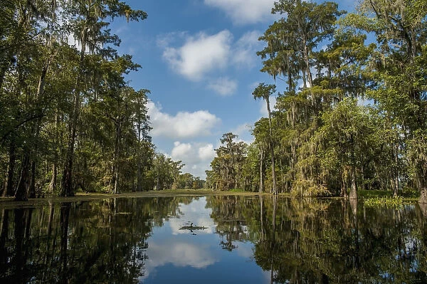 USA, Louisiana, Swamp landscape; Breaux Bridge