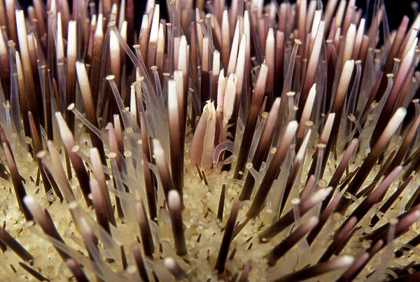 USA, Miners Urchin Shrimp (Gnathophylloides Mineri) on Collector Urchin (Pseudoboletia Indiana); Hawaii