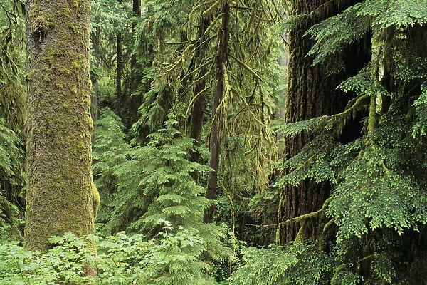 USA, Olympic National Park; Washington State, Quinault Rainforest, Old Growth Of Spruce And Hemlock Fir