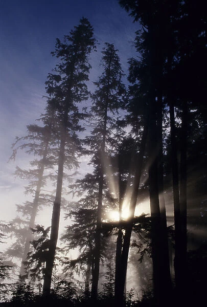 USA, Oregon, Sunlight Filtering Through Tall Fir Trees; Cape Perpetua, Siuslaw National Forest
