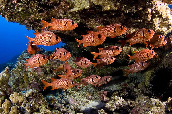 USA, School of Shoulderbar Soldierfish (Myripristis Kuntee); Hawaii