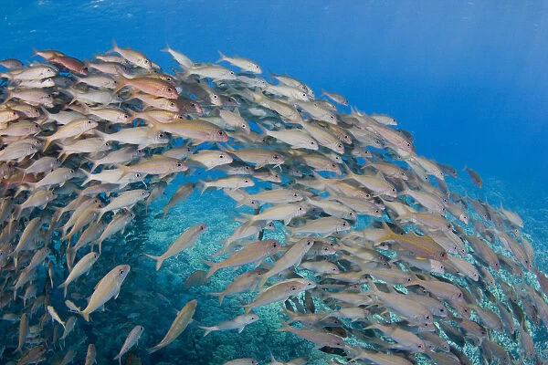 USA, School of Yellowfin Goatfish (Mulloidichthys Vanicolensis); Hawaii